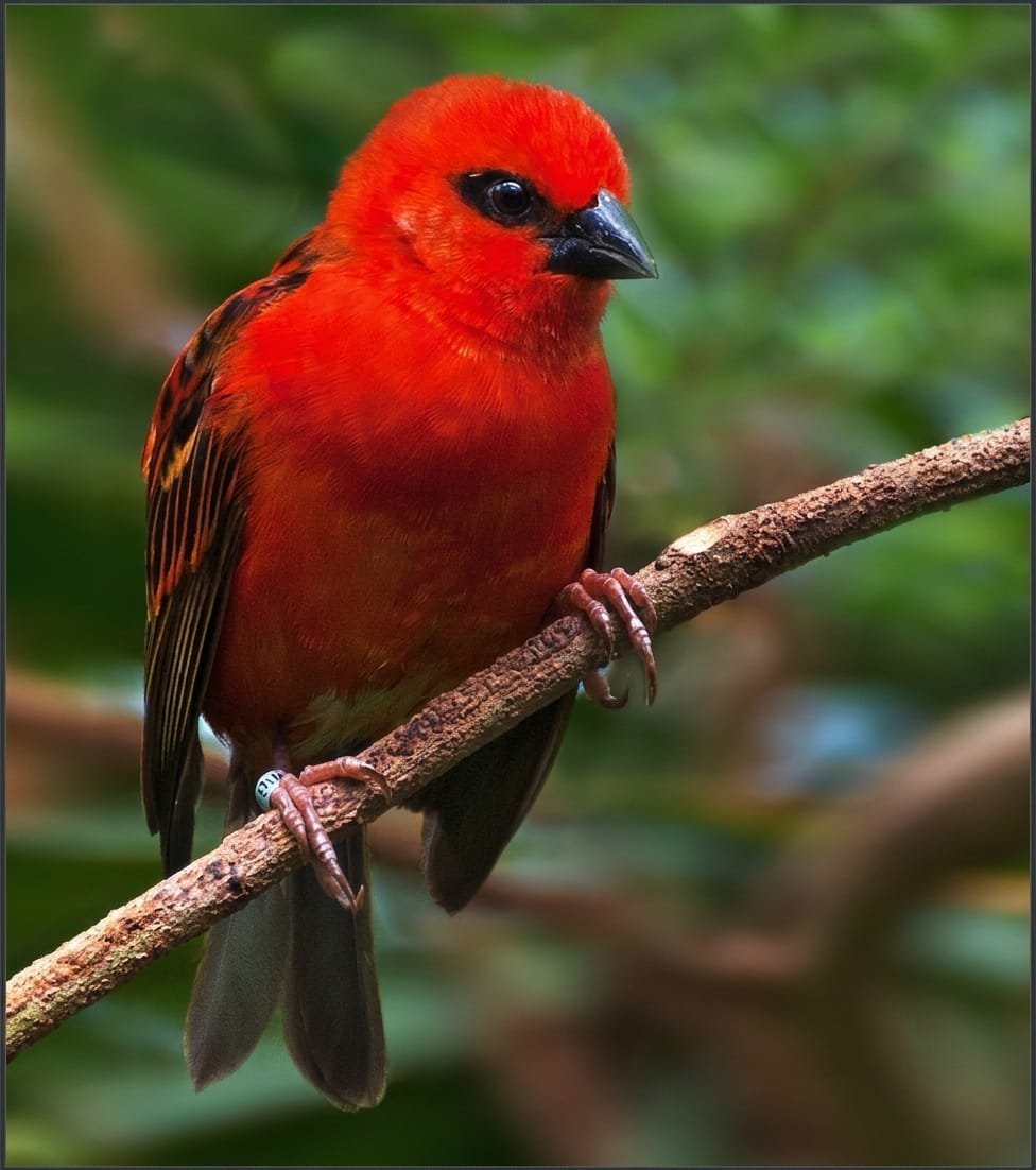 Mauritius Fody Bird Moka Forest
