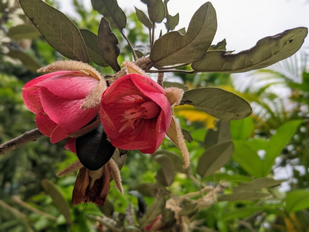 Trochetia Boutoniana Flower Mauritius