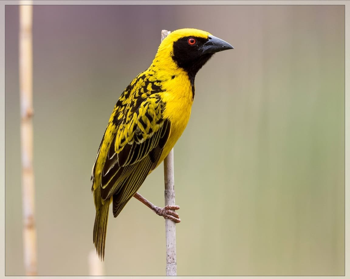 Village Weaver Yellow Bird Le Pouce Hike
