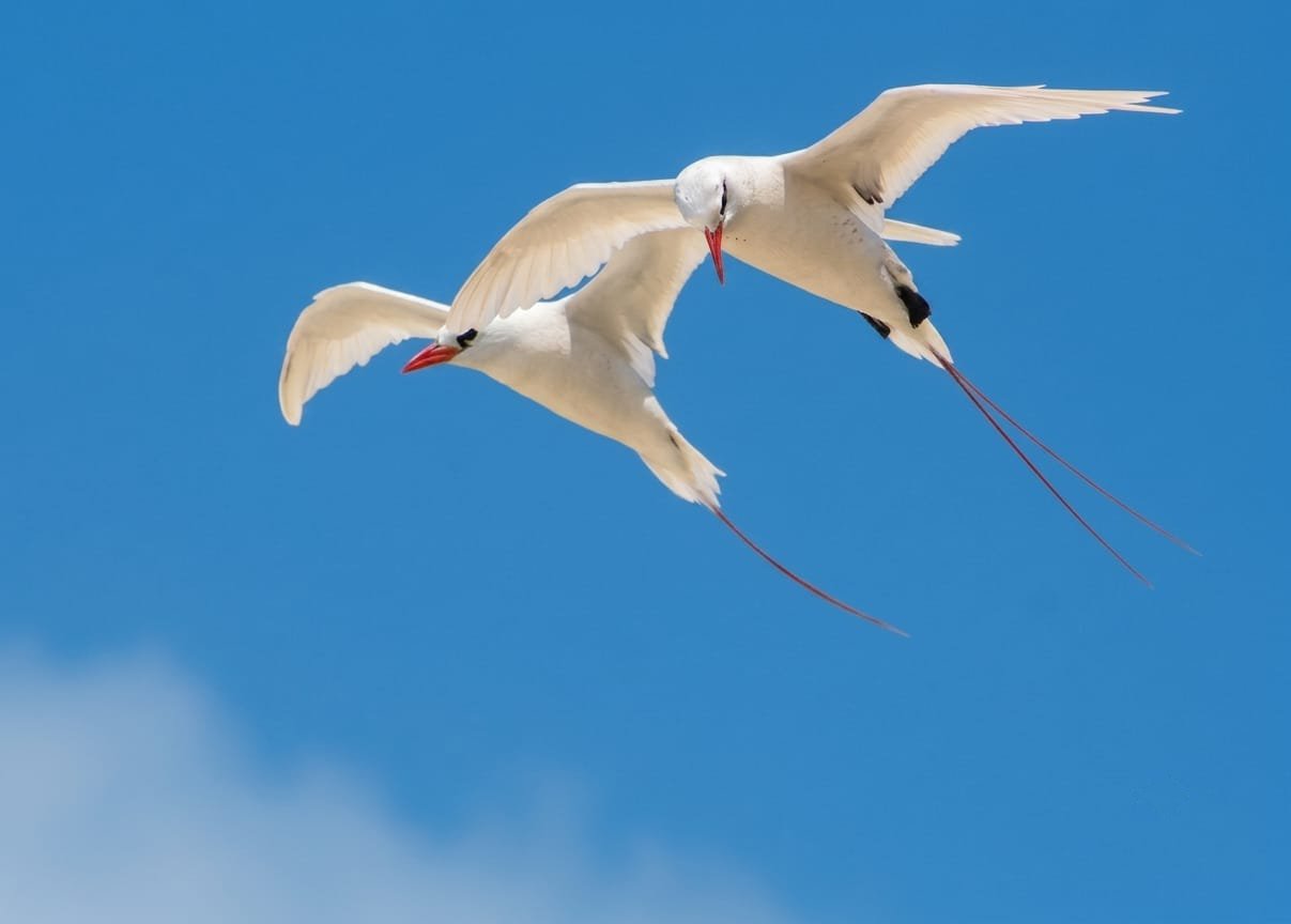 White Tailed Tropicbird Mauritius Peaks