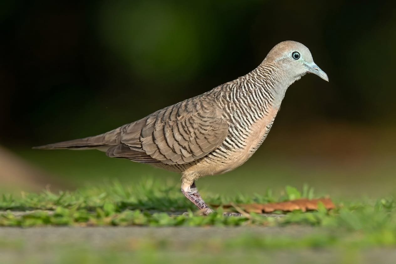 Zebra Dove Wildlife Le Pouce Trail Mauritius