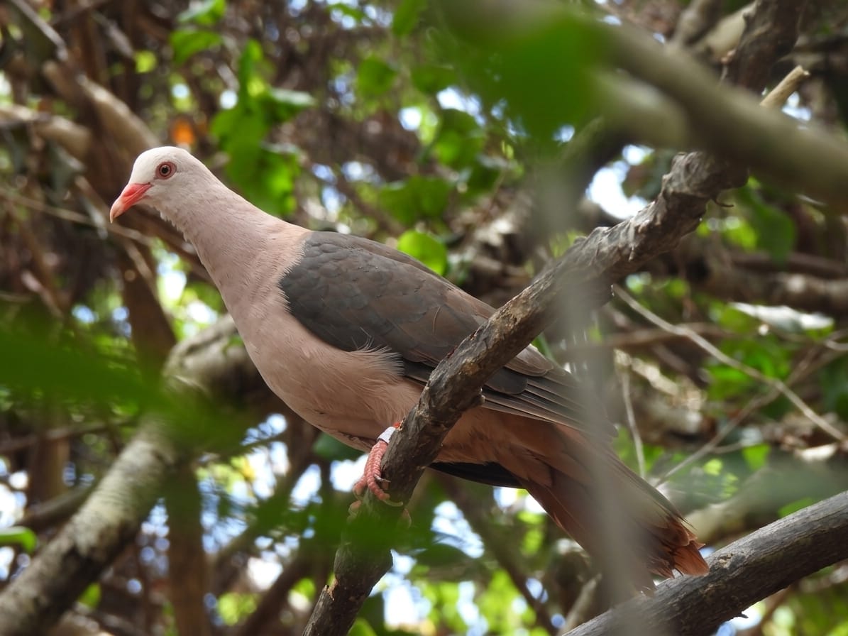 Endangered Pink Pigeon Black River Gorges National Park Mauritius