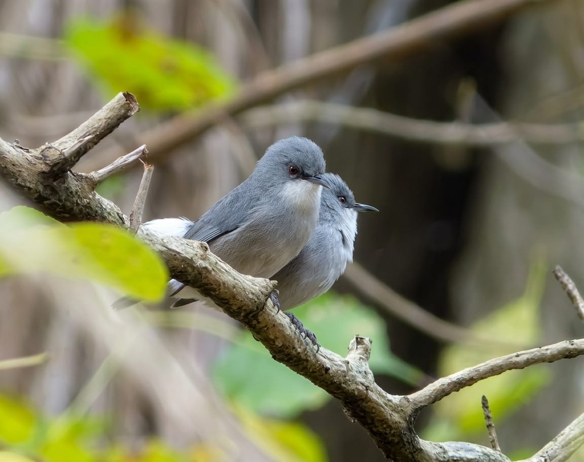 Endemic Mauritius Grey White Eye Birds Maccabee Forest