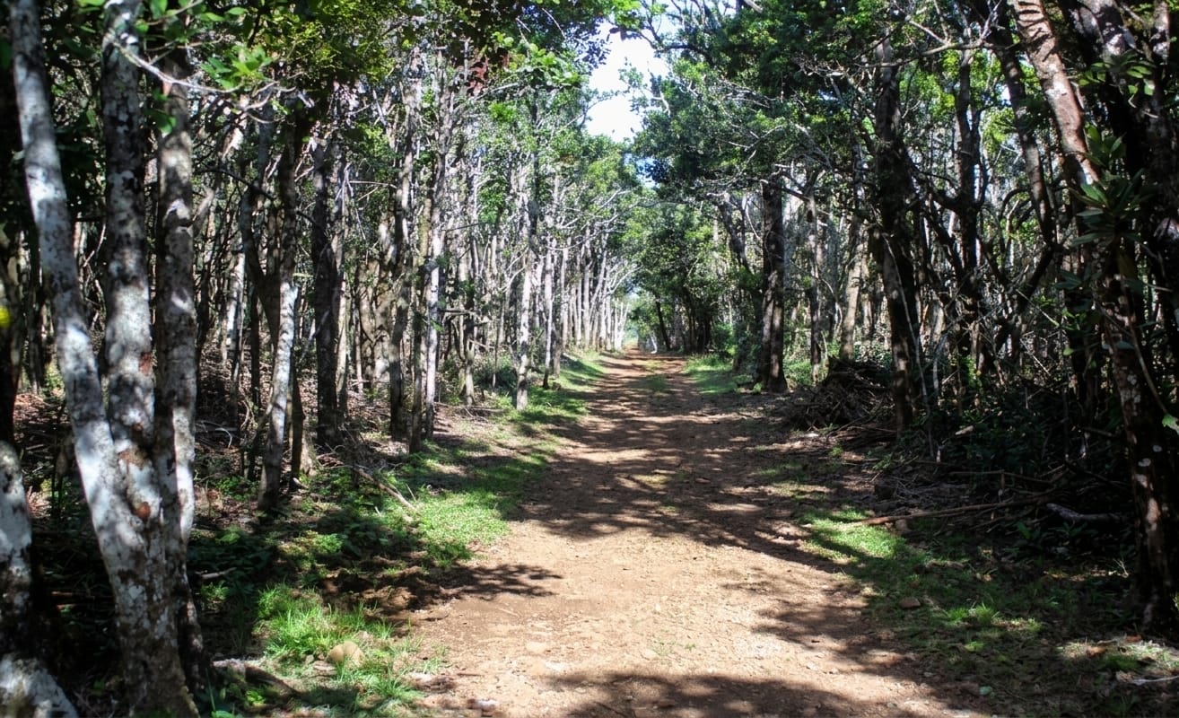 Mare Aux Joncs Hiking Path Black River Gorges National Park