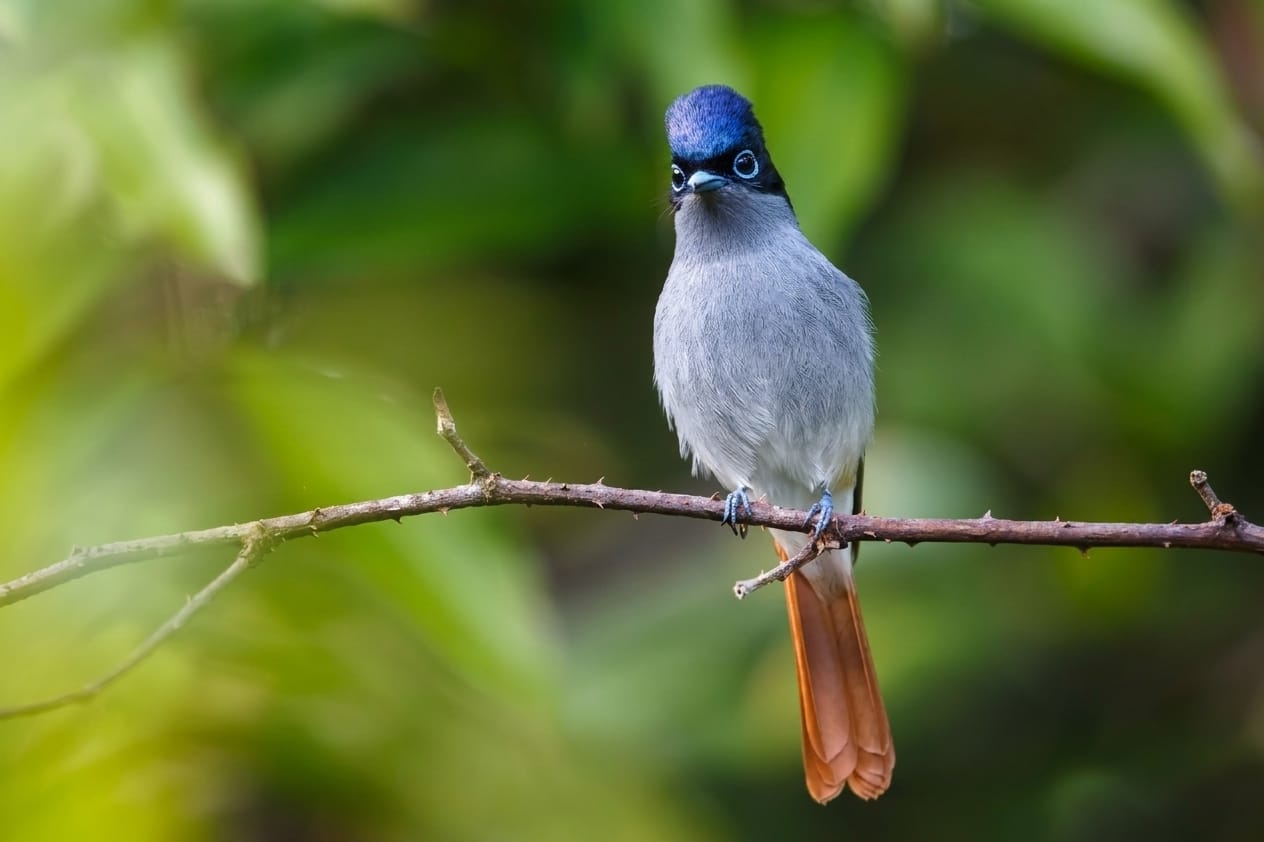 Mascarene Paradise Flycatcher Mauritius Birdwatching
