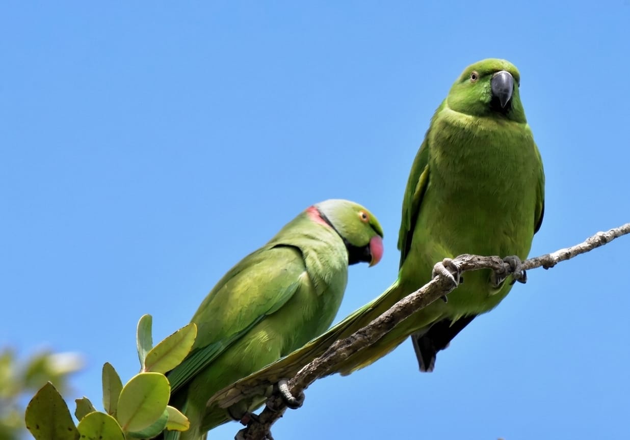 Rare Echo Parakeet Pair Macchabee Forest Hiking