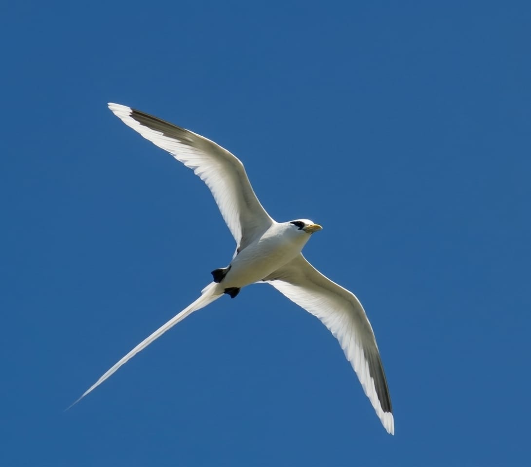 White Tailed Tropicbird Paille En Queue Mauritius Wildlife