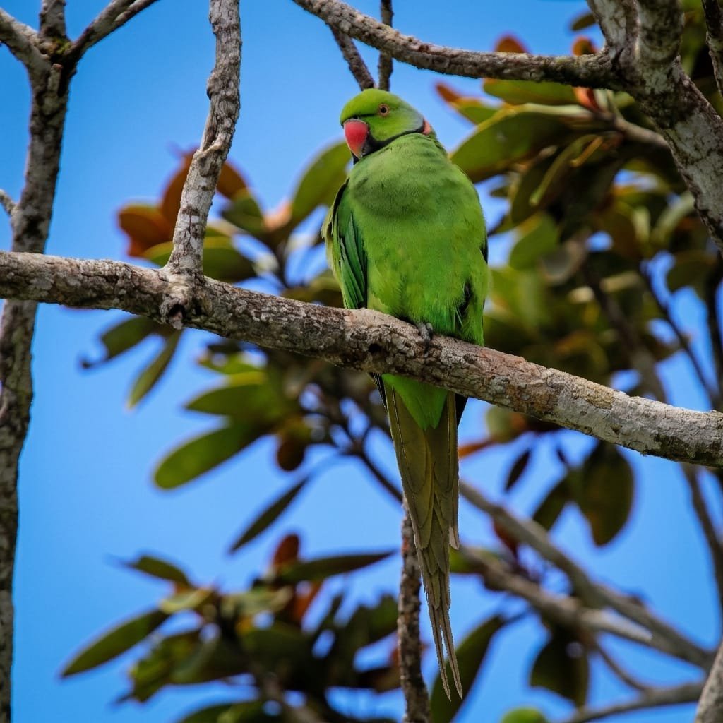 Echo Parakeet Wildlife Black River Gorges Mauritius