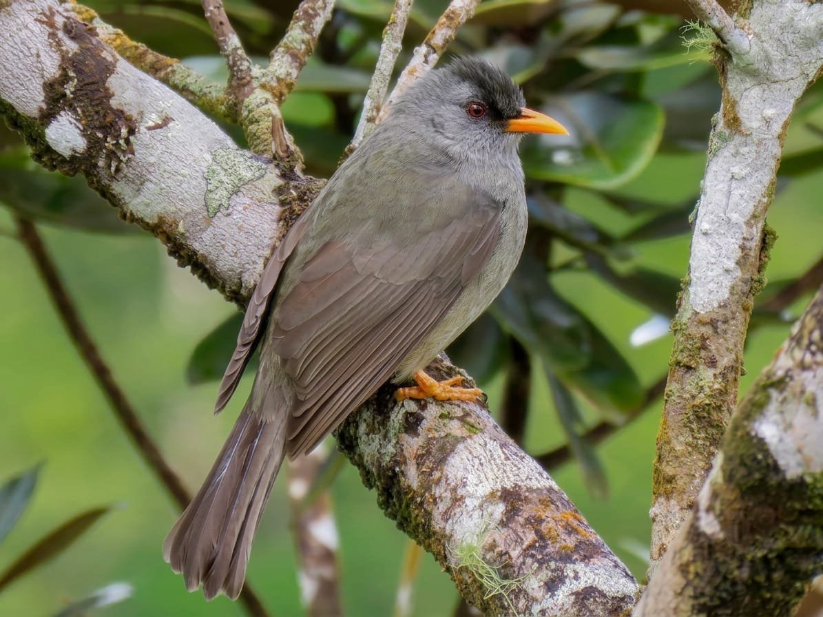 Endemic Mauritius Black Bulbul Birdwatching Black River Peak