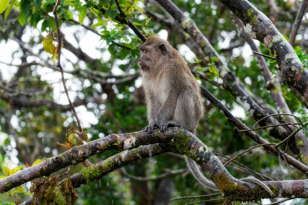 Macaque Monkey Wildlife Black River Gorges National Park