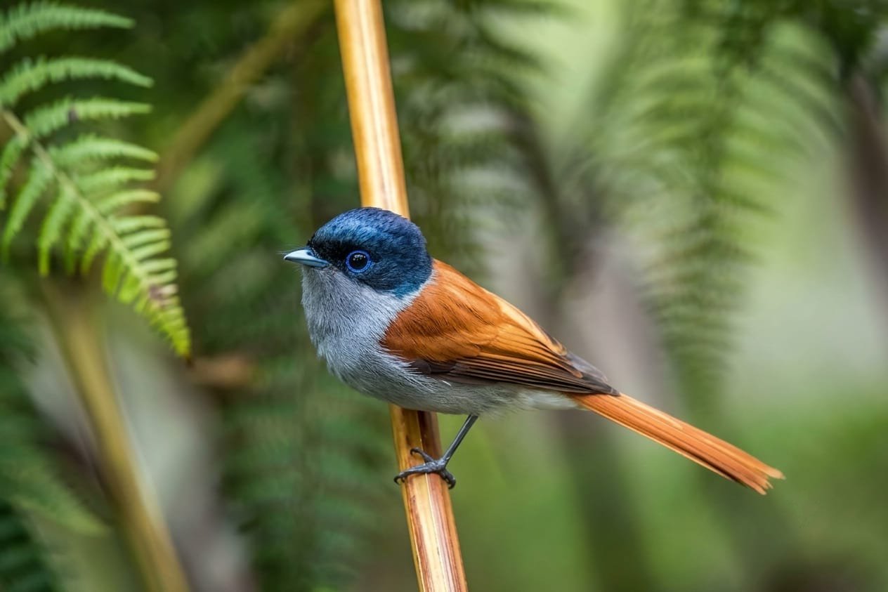 Mascarene Paradise Flycatcher Bird Mauritius Hiking