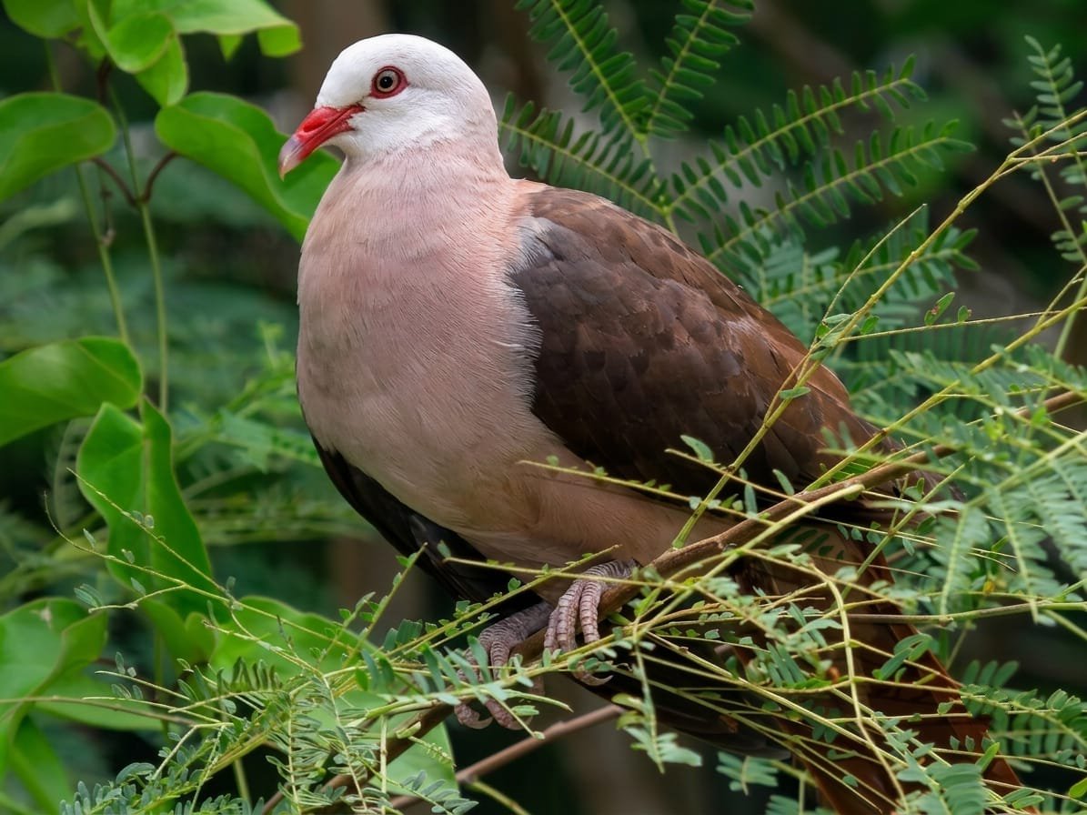 Pink Pigeon Endemic Birds Mauritius Conservation