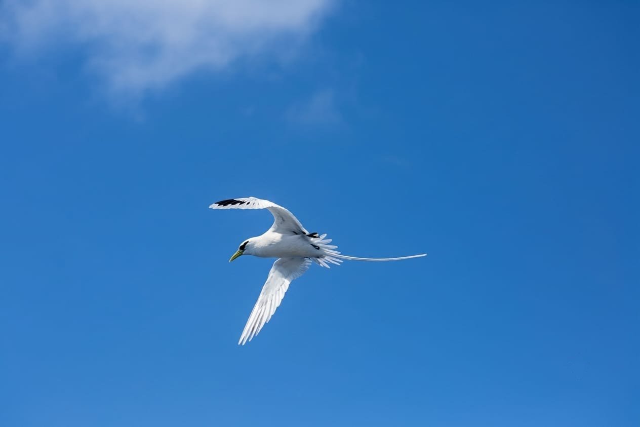 White Tailed Tropicbird Paille En Queue Mauritius Sky